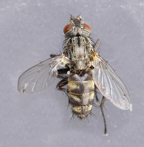 Tricogena rubricosa